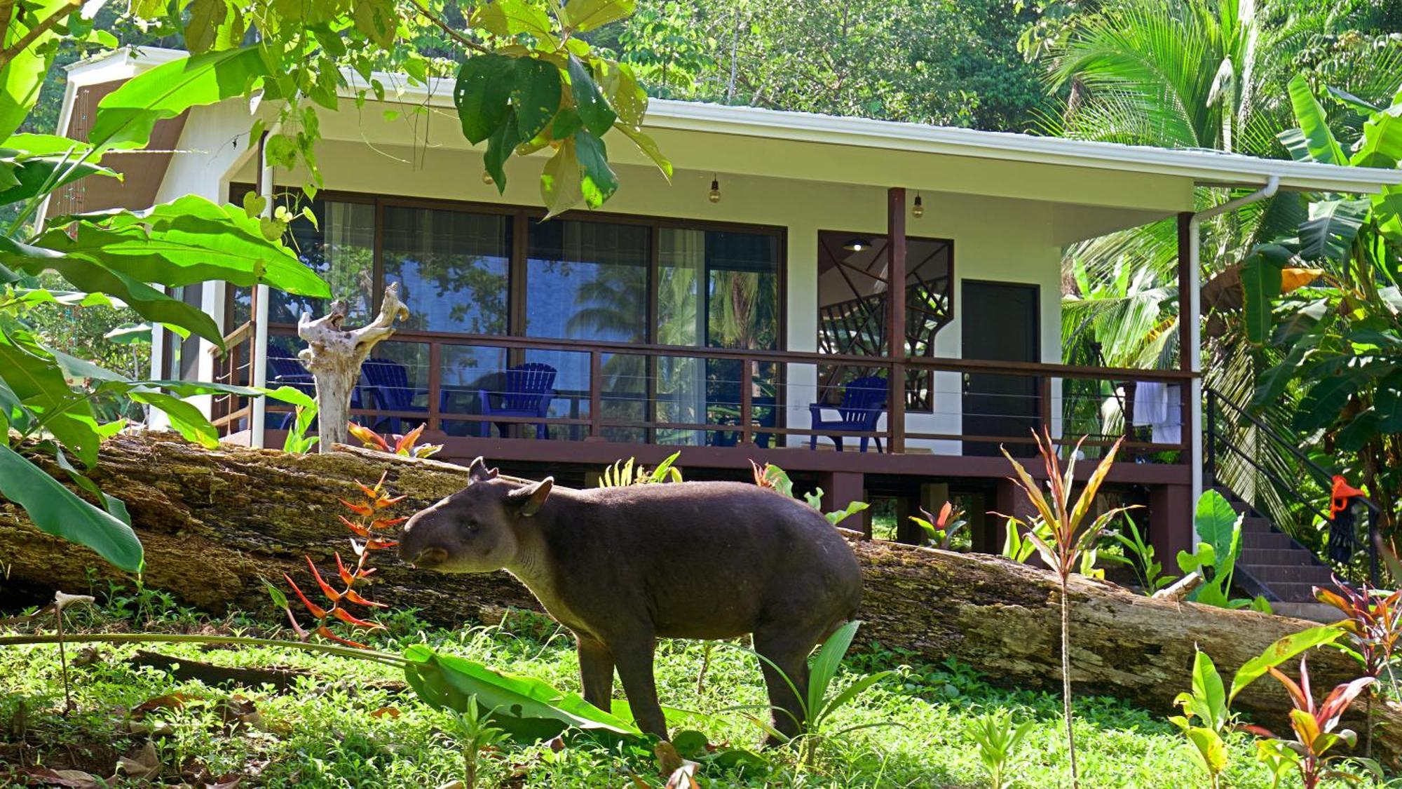 Villa Eden Corcovado San Pedrillo Esterno foto